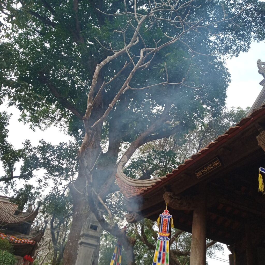 ảnh bìa bài viết Tang Tình Tang ảnh bìa bài viết Tang Tình Tang