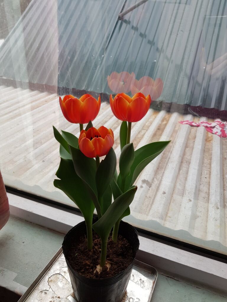 ảnh bìa bài viết Tết đầu tiên ở Hà Nội ảnh bìa bài viết Tết đầu tiên ở Hà Nội