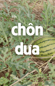 ảnh bìa bài viết Chôn dưa