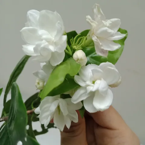 ảnh bìa bài viết Huê Nhài